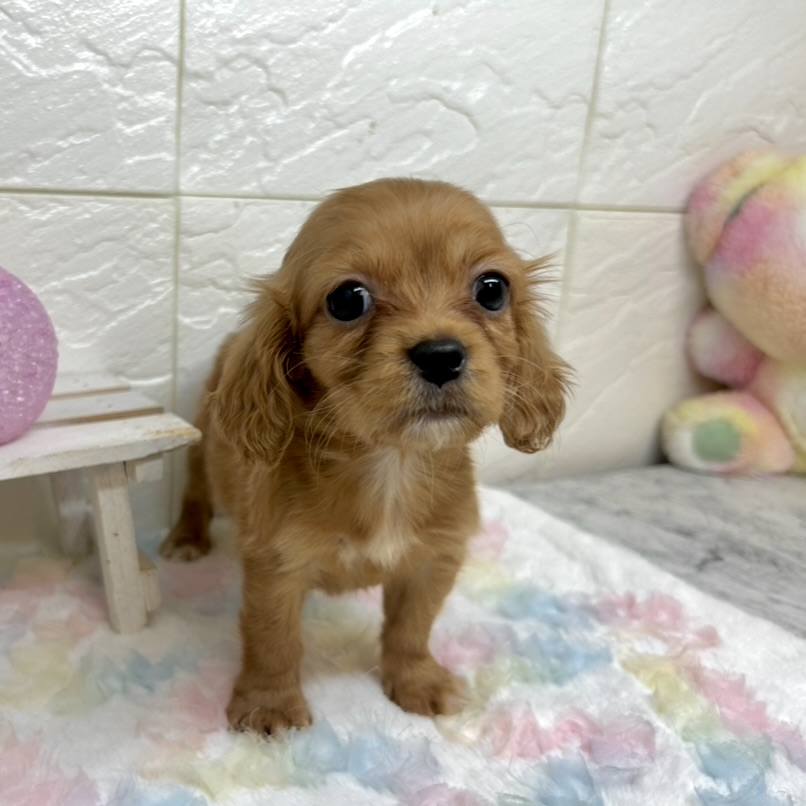 兵庫県のハーフ犬・ミックス犬 (犬の家＆猫の里ゆめタウン姫路店/2025年10月3日生まれ/女の子/レッド)の子犬の3枚目の画像