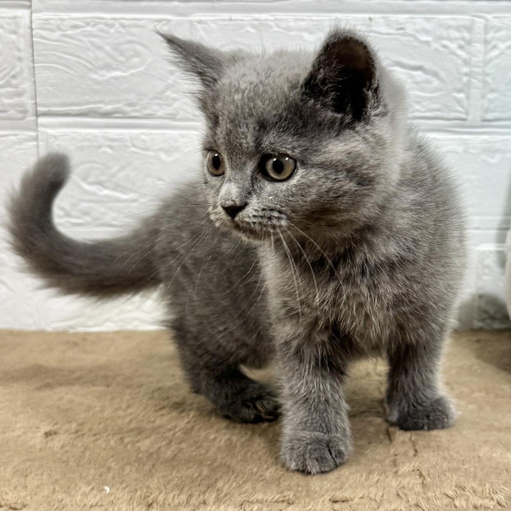 兵庫県のブリティッシュショートヘアー (犬の家＆猫の里ニッケパークタウン加古川店/2025年8月3日生まれ/女の子/ブルー)の子猫の3枚目の画像