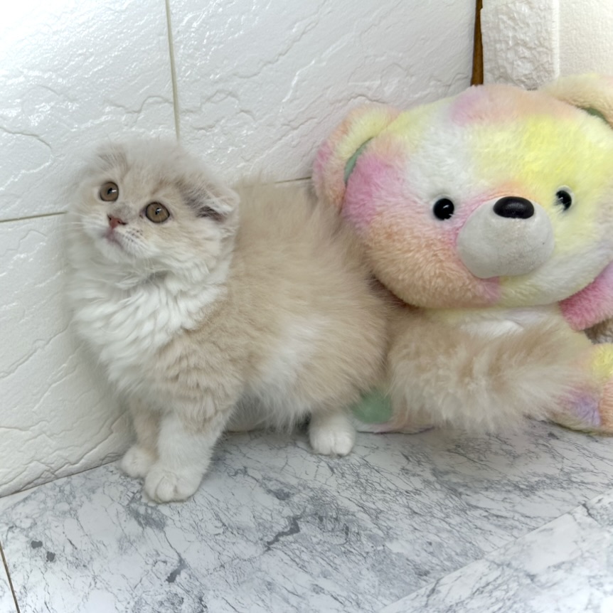 兵庫県のスコティッシュフォールド (犬の家＆猫の里ゆめタウン姫路店/2025年5月20日生まれ/女の子/クリームホワイト)の子猫の3枚目の画像