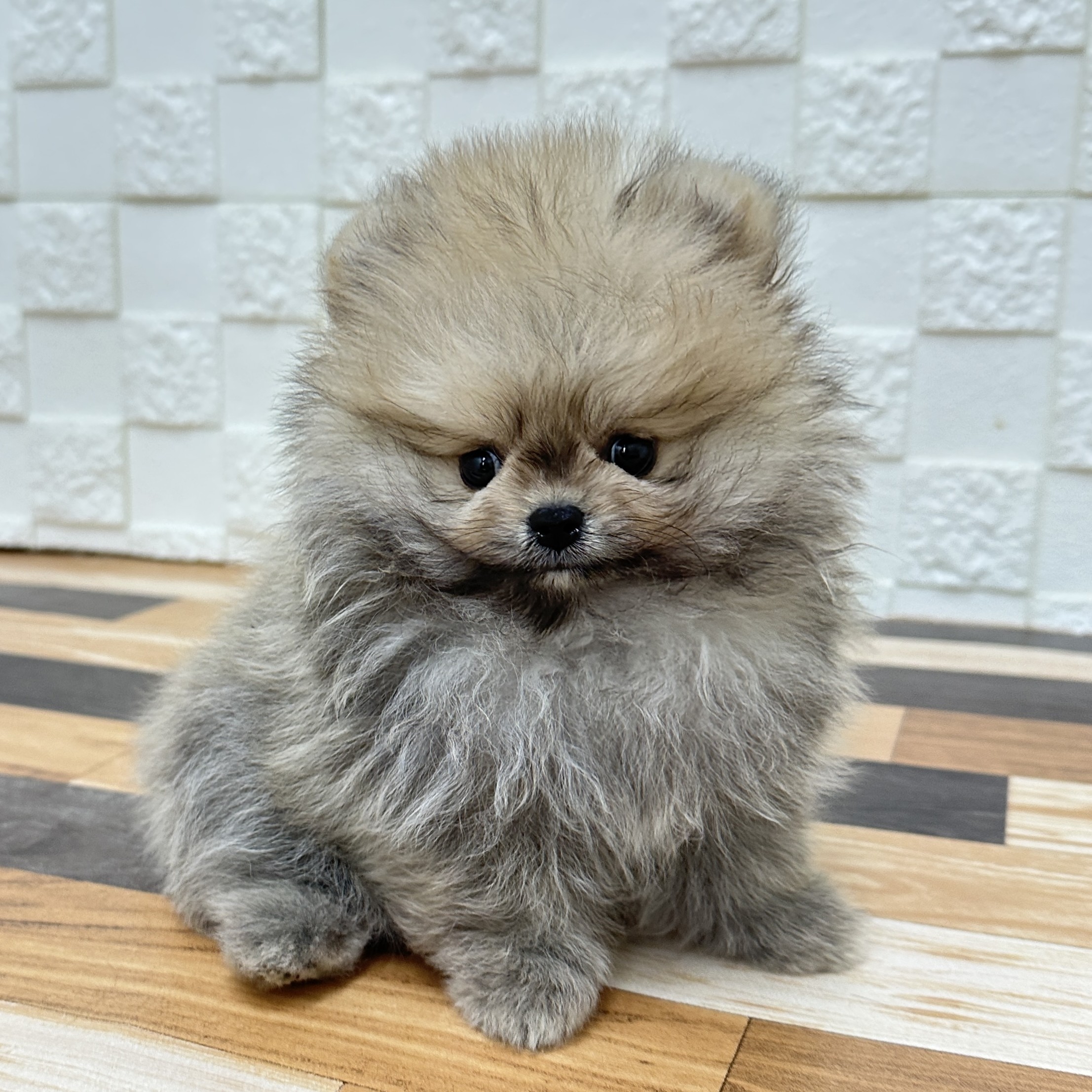 兵庫県のポメラニアン (犬の家＆猫の里尼崎店/2025年5月15日生まれ/男の子/オレンジセーブル)の子犬の3枚目の画像