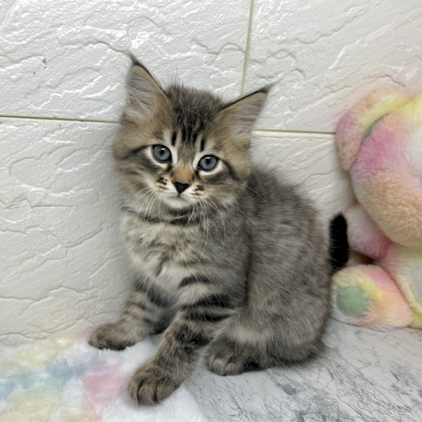 兵庫県のサイベリアン (犬の家＆猫の里ゆめタウン姫路店/2025年10月8日生まれ/男の子/ブラウンタビー)の子猫の3枚目の画像