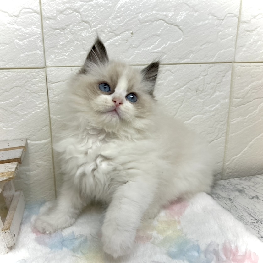 兵庫県のラグドール (犬の家＆猫の里ゆめタウン姫路店/2025年10月8日生まれ/男の子/シールポイントバイカラー)の子猫の3枚目の画像