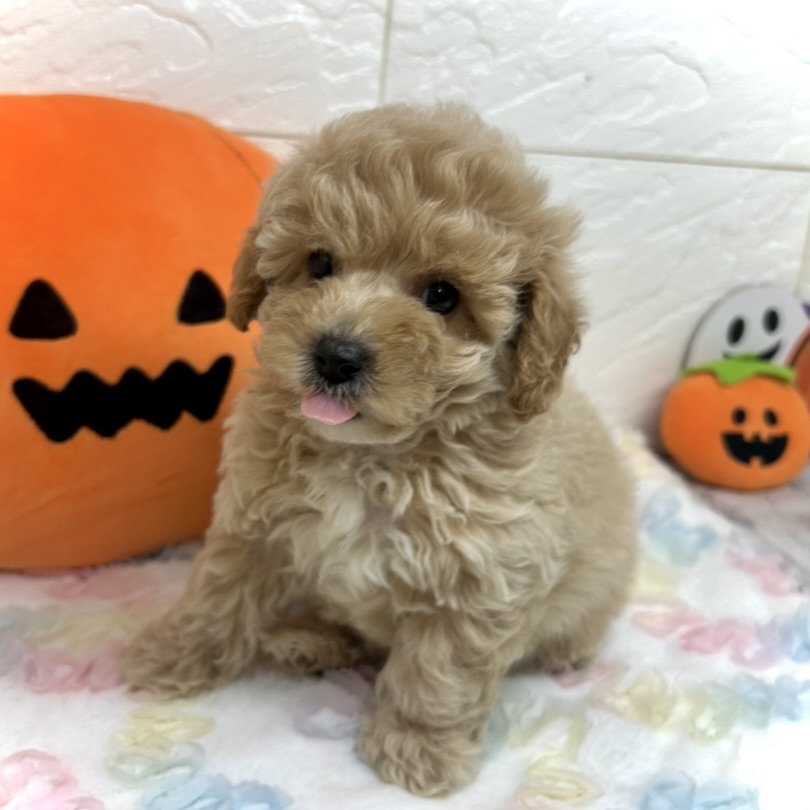 兵庫県のビションプー(ビションフリーゼ×プードル) (犬の家＆猫の里ゆめタウン姫路店/2025年8月16日生まれ/男の子/アプリコット)の子犬の3枚目の画像