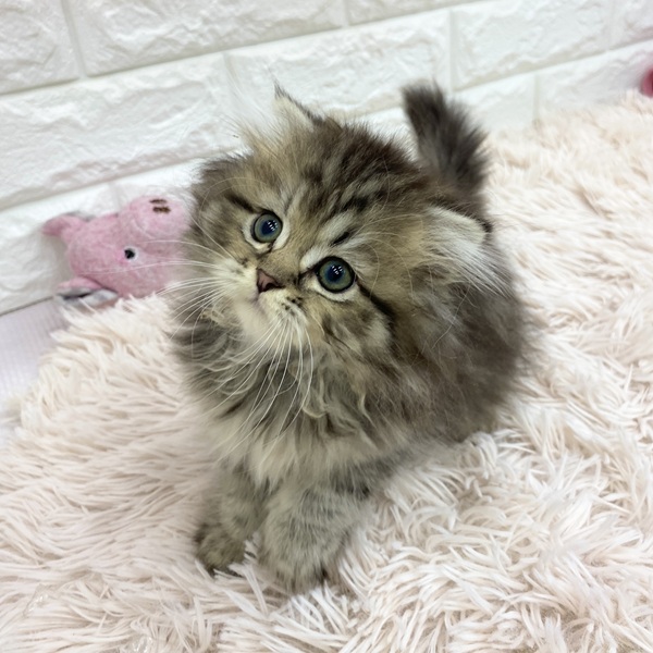愛知県のスコティッシュフォールド (犬の家＆猫の里MEGAドン・キホーテ東海名和店/2025年6月17日生まれ/男の子/ブラウンタビー)の子猫の1枚目の画像
