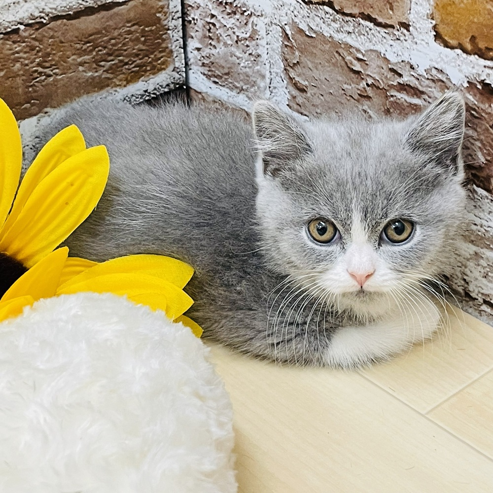 愛知県のブリティッシュショートヘアー (犬の家＆猫の里七宝店/2025年10月29日生まれ/男の子/ブルーホワイト)の子猫の3枚目の画像