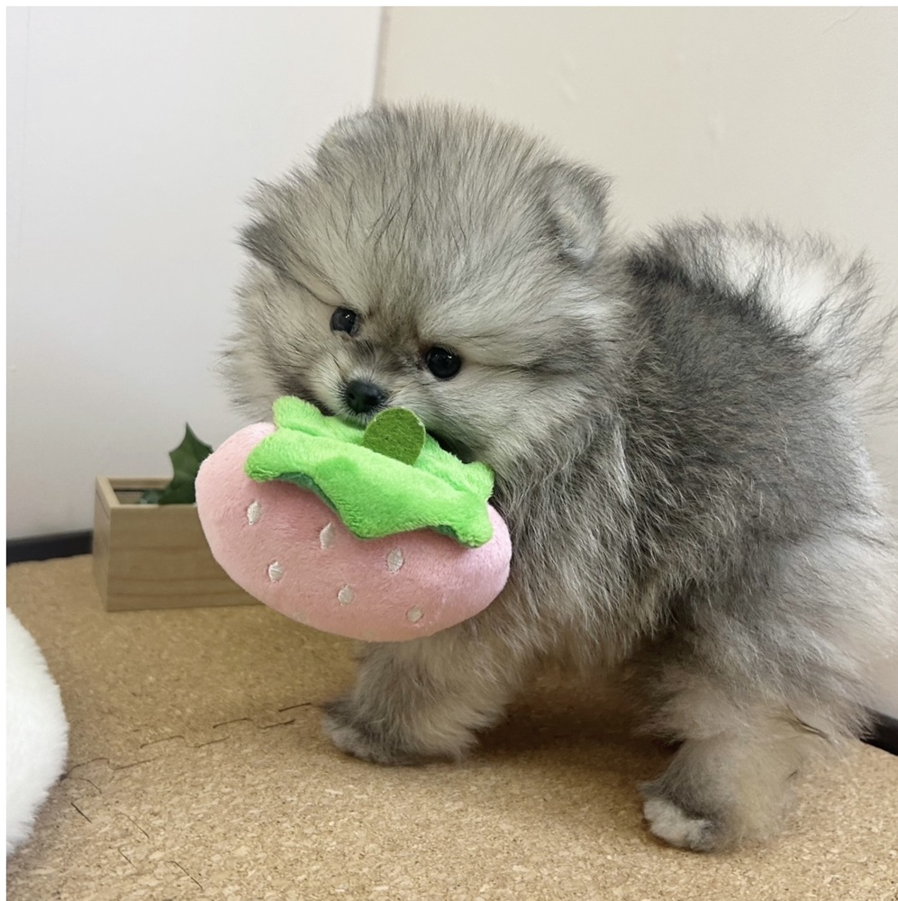 静岡県のポメラニアン (犬の家＆猫の里マークイズ静岡店/2026年2月1日生まれ/女の子/ウルフセーブル)の子犬の3枚目の画像