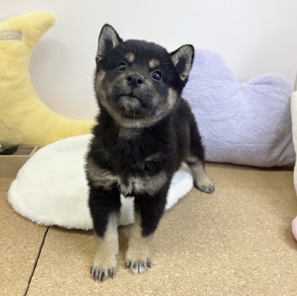 静岡県の柴犬(標準サイズ) (犬の家＆猫の里マークイズ静岡店/2026年1月26日生まれ/男の子/黒)の子犬の3枚目の画像