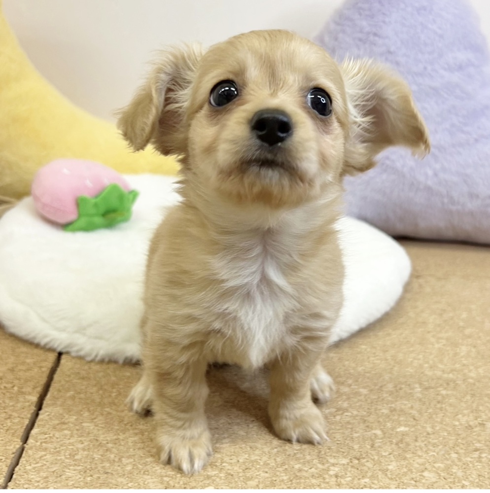 静岡県のチワックス(チワワ×ダックス) (犬の家＆猫の里マークイズ静岡店/2026年2月2日生まれ/女の子/レッド)の子犬の3枚目の画像