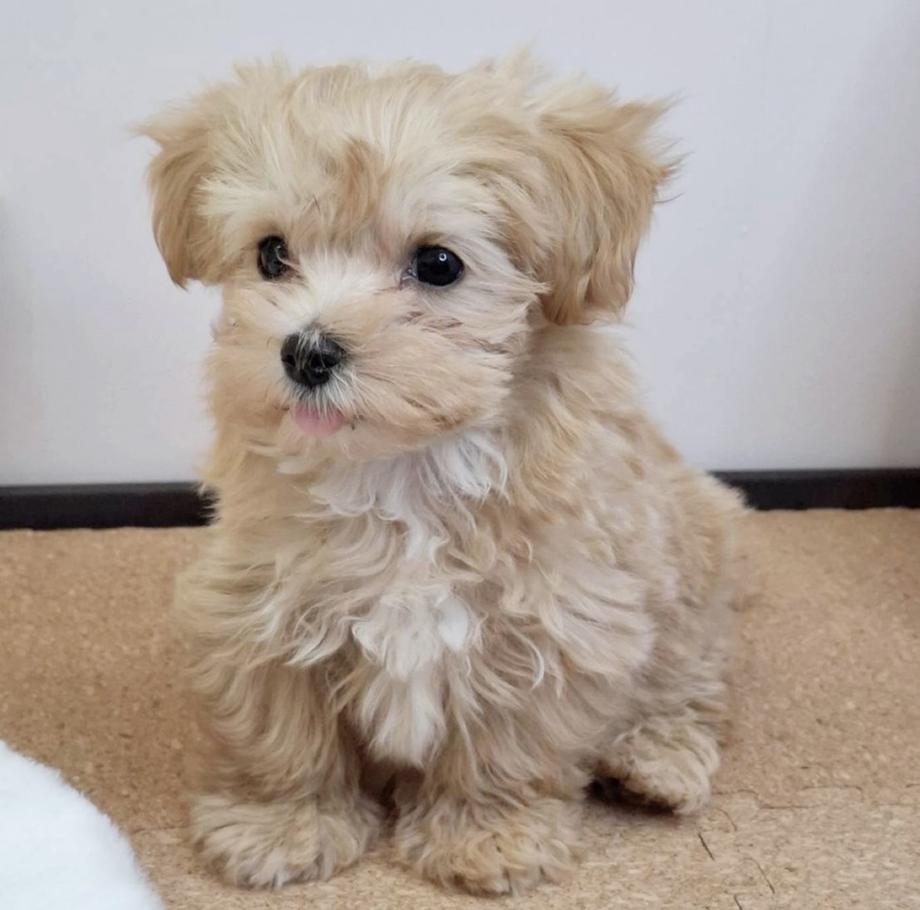 静岡県のマルプー(マルチーズ×プードル) (犬の家＆猫の里マークイズ静岡店/2026年2月8日生まれ/女の子/アプリコットホワイト)の子犬の3枚目の画像