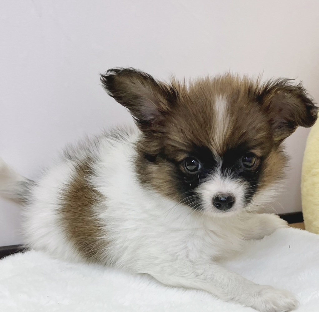 静岡県のパピヨン (犬の家＆猫の里マークイズ静岡店/2026年2月16日生まれ/女の子/ホワイトブラウン)の子犬の3枚目の画像