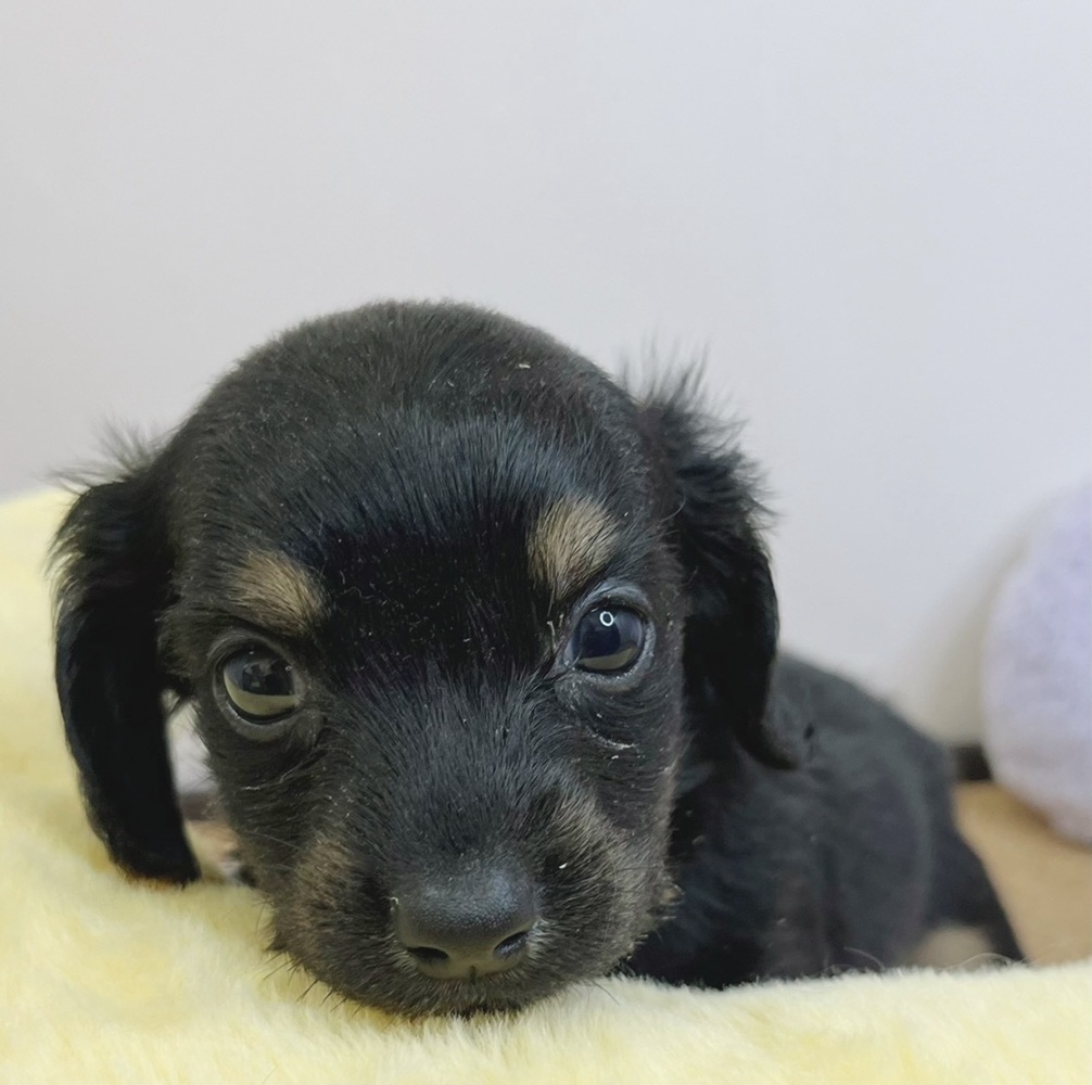 静岡県のチワックス(チワワ×ダックス) (犬の家＆猫の里マークイズ静岡店/2026年2月15日生まれ/男の子/ブラックタン)の子犬の3枚目の画像
