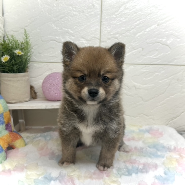 兵庫県のポメ柴/豆ポメ/ポメ豆柴(ポメラニアン×柴犬) (犬の家＆猫の里ゆめタウン姫路店/2025年10月16日生まれ/男の子/赤)の子犬の3枚目の画像