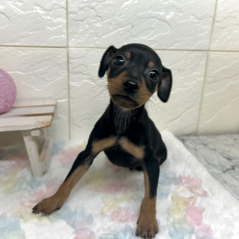 兵庫県のミニチュアピンシャー (犬の家＆猫の里ゆめタウン姫路店/2025年10月15日生まれ/男の子/ブラックタン)の子犬の3枚目の画像