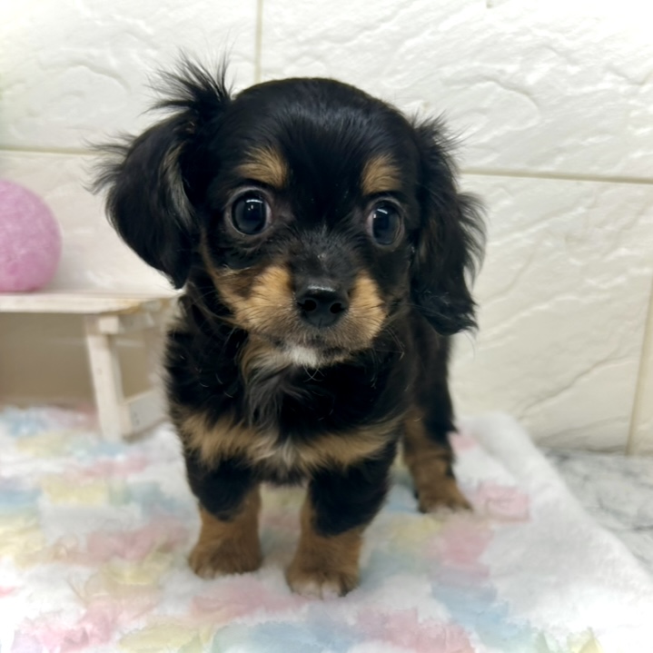 兵庫県のチワックス(チワワ×ダックス) (犬の家＆猫の里ゆめタウン姫路店/2025年10月10日生まれ/男の子/ブラックタン)の子犬の3枚目の画像