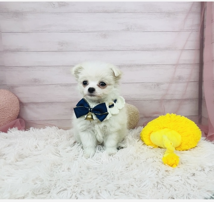 兵庫県のチワマル/マルチワ(チワワ×マルチーズ) (犬の家＆猫の里川西店/2025年10月9日生まれ/女の子/クリームホワイト)の子犬の3枚目の画像