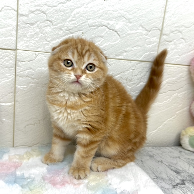 兵庫県のスコティッシュフォールド (犬の家＆猫の里ゆめタウン姫路店/2025年10月12日生まれ/女の子/レッドタビー)の子猫の3枚目の画像