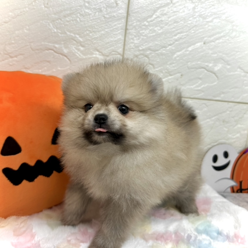 兵庫県のポメラニアン (犬の家＆猫の里ゆめタウン姫路店/2025年8月21日生まれ/女の子/ウルフセーブル)の子犬の3枚目の画像