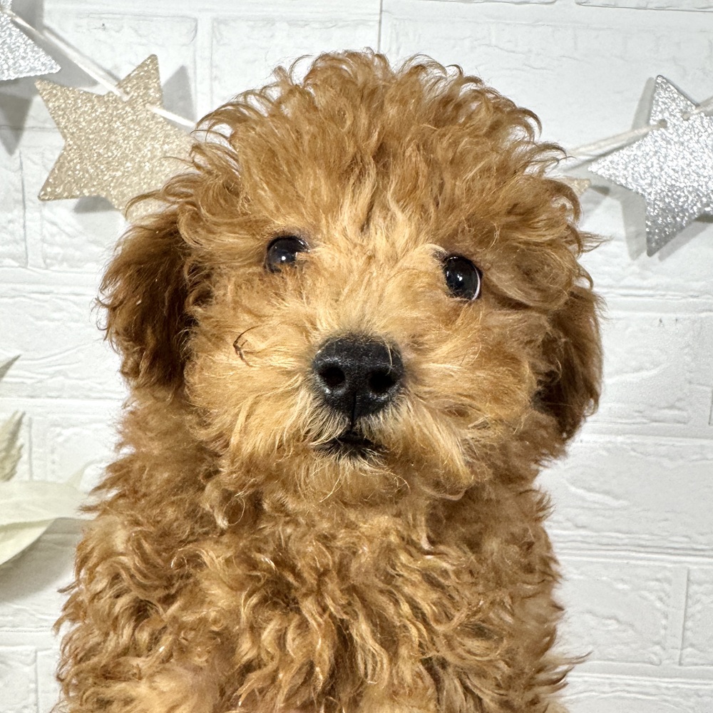 兵庫県のトイプードル(トイ) (犬の家＆猫の里ニッケパークタウン加古川店/2025年8月10日生まれ/男の子/レッドフォーン)の子犬の3枚目の画像