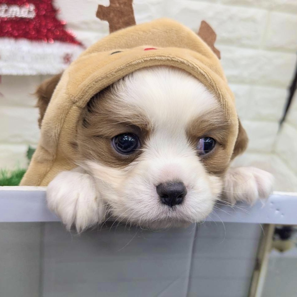 愛知県のキャバリアキングチャールズスパニエル (犬の家＆猫の里MEGAドン・キホーテ東海名和店/2025年10月8日生まれ/男の子/ブレンハイム)の子犬の3枚目の画像