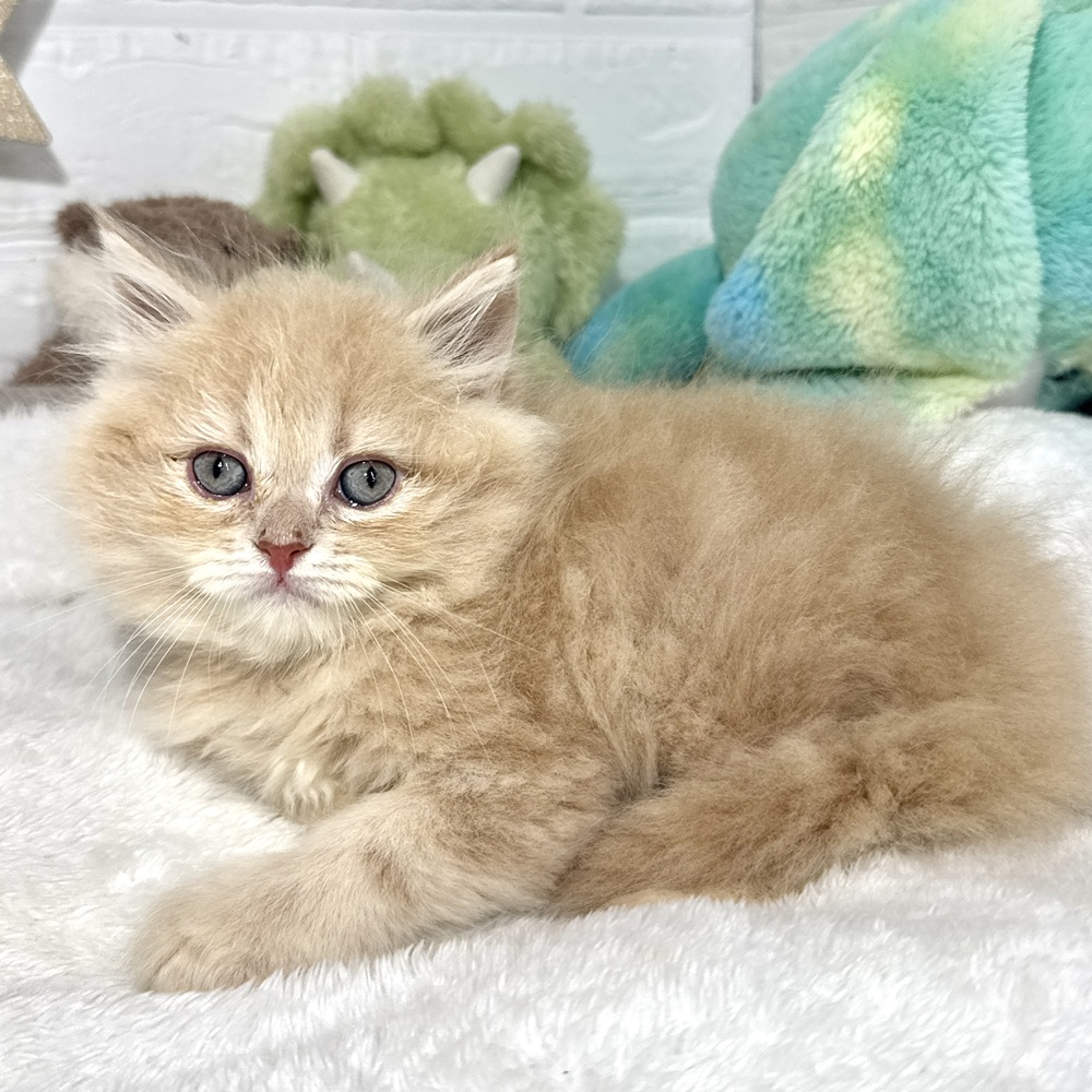 兵庫県のラガマフィン (犬の家＆猫の里ニッケパークタウン加古川店/2026年3月15日生まれ/男の子/クリームタビー)の子猫の3枚目の画像