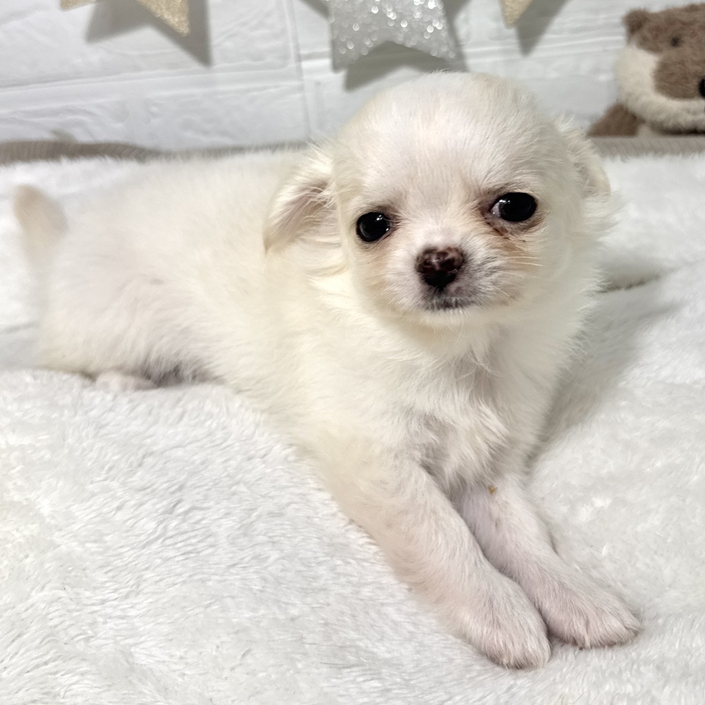 兵庫県のチワワ(ロング) (犬の家＆猫の里ニッケパークタウン加古川店/2026年3月14日生まれ/女の子/クリームホワイト)の子犬の3枚目の画像