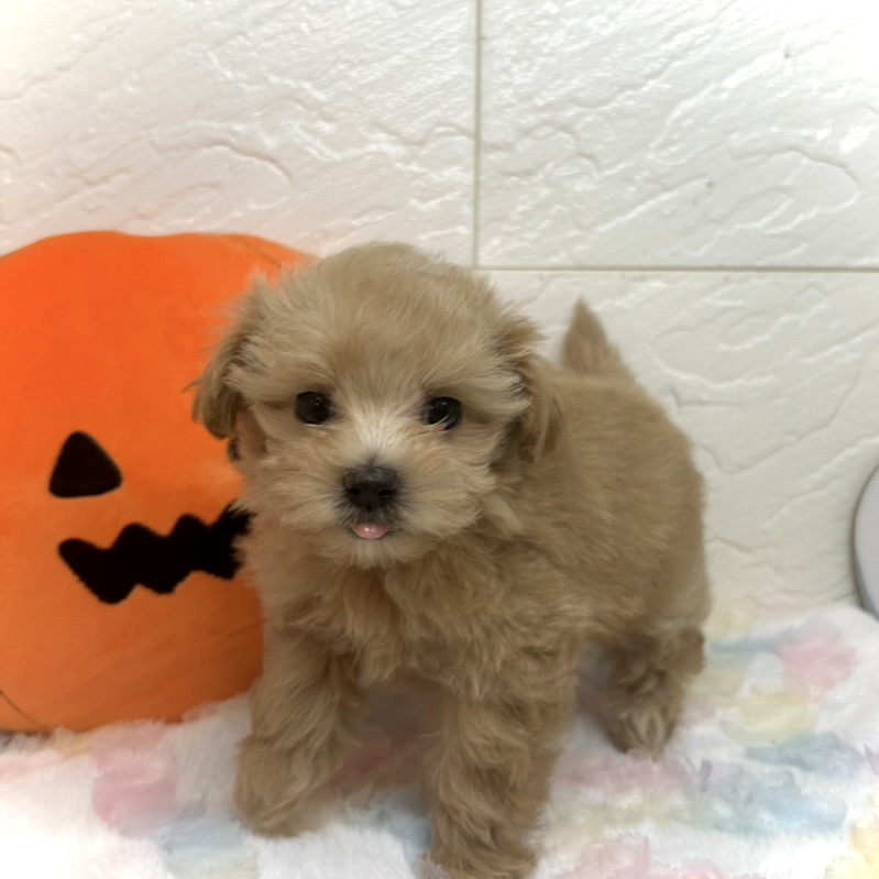 兵庫県のマルプー(マルチーズ×プードル) (犬の家＆猫の里ゆめタウン姫路店/2025年8月22日生まれ/女の子/アプリコット)の子犬の3枚目の画像