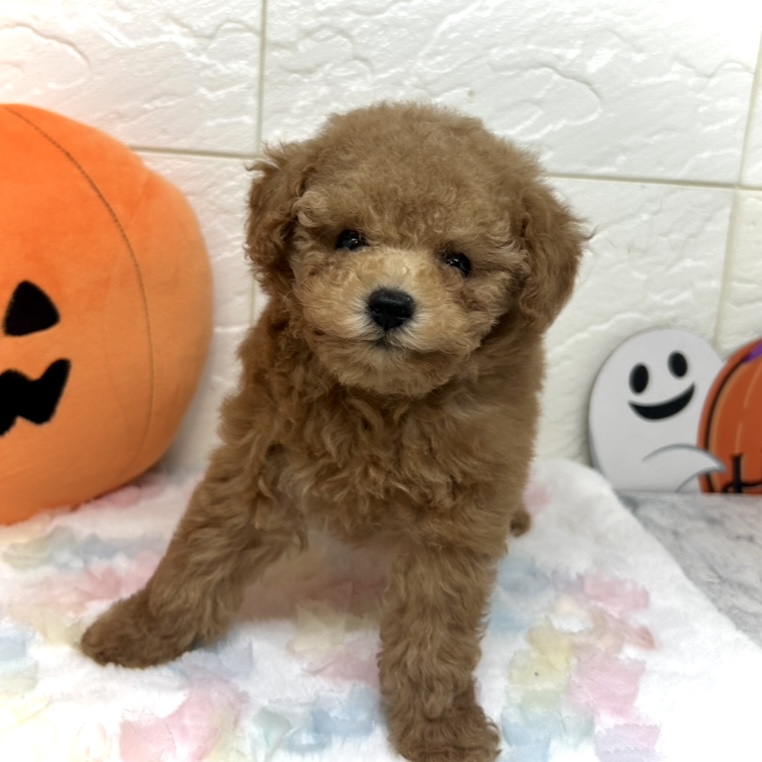 兵庫県のトイプードル(トイ) (犬の家＆猫の里ゆめタウン姫路店/2025年8月22日生まれ/女の子/レッド)の子犬の3枚目の画像