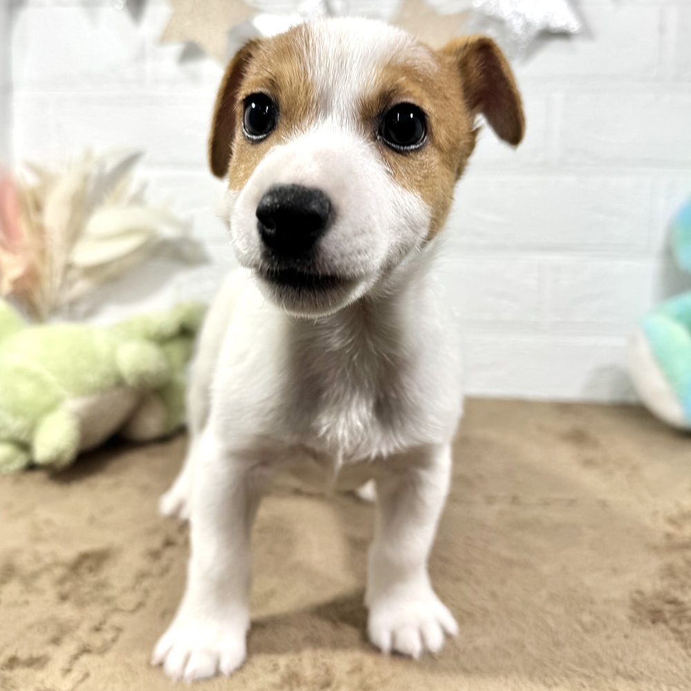 兵庫県のジャックラッセルテリア (犬の家＆猫の里ニッケパークタウン加古川店/2025年8月27日生まれ/男の子/タンホワイト)の子犬の3枚目の画像