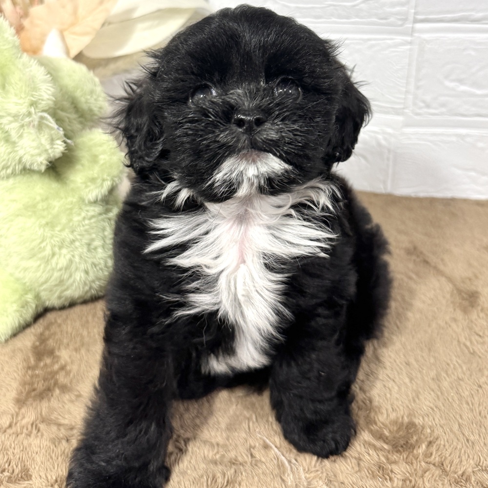 兵庫県のプーズー/プーシーズ(プードル×シーズー) (犬の家＆猫の里ニッケパークタウン加古川店/2025年8月27日生まれ/男の子/ブラック)の子犬の3枚目の画像