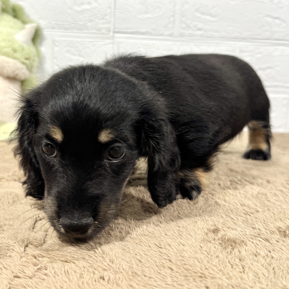 兵庫県のミニチュアダックスフンド(ロング) (犬の家＆猫の里ニッケパークタウン加古川店/2025年9月3日生まれ/男の子/ブラックイエロー)の子犬の3枚目の画像