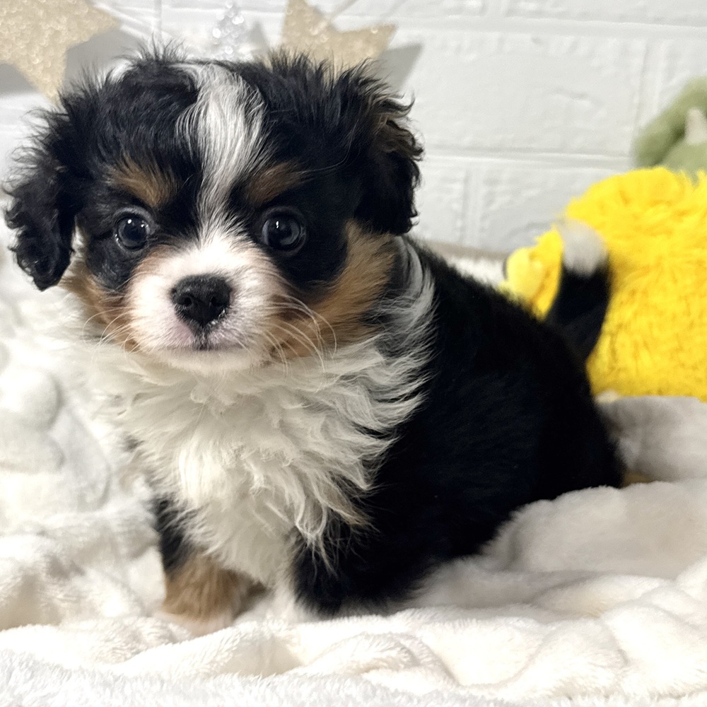 兵庫県のハーフ犬・ミックス犬 (犬の家＆猫の里ニッケパークタウン加古川店/2026年3月17日生まれ/女の子/ブラックタンホワイト)の子犬