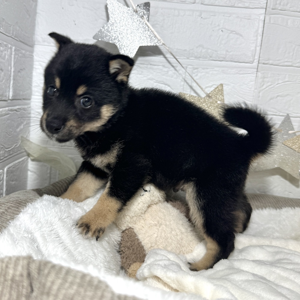 兵庫県の豆柴 (犬の家＆猫の里ニッケパークタウン加古川店/2026年3月18日生まれ/男の子/黒)の子犬の3枚目の画像