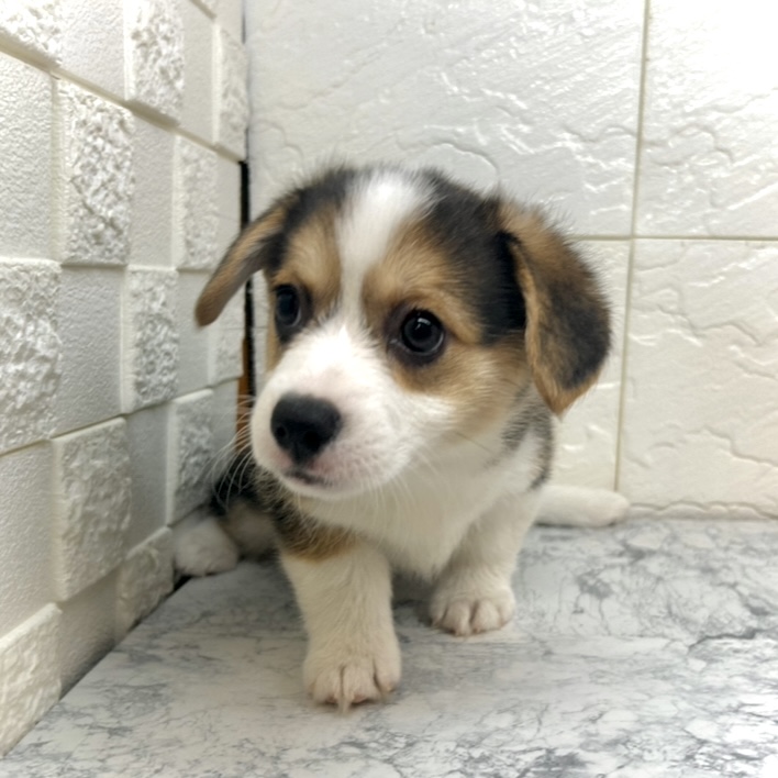 兵庫県のウェルシュコーギーペンブローク (犬の家＆猫の里ゆめタウン姫路店/2025年8月26日生まれ/女の子/ブラックタンホワイト)の子犬の3枚目の画像