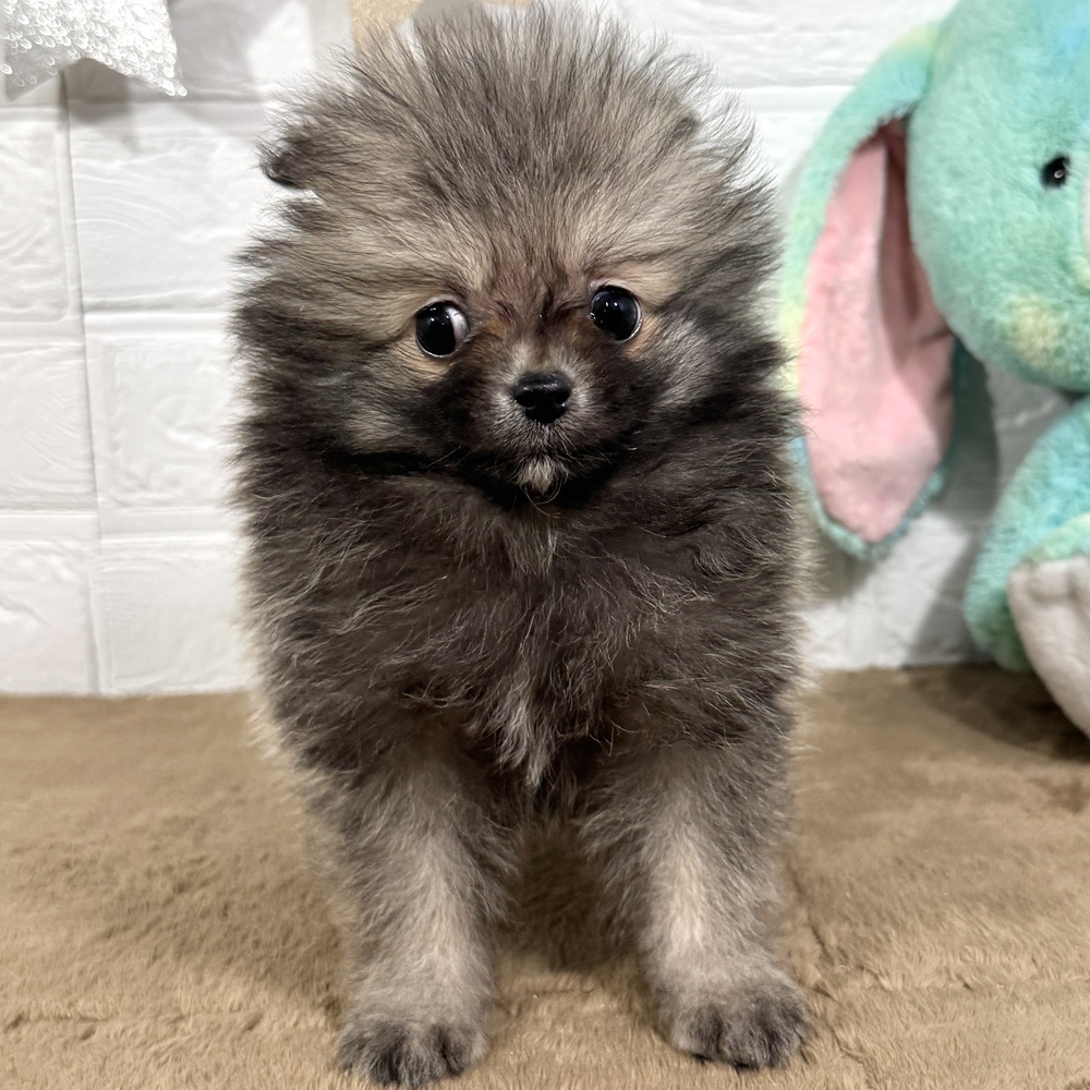 兵庫県のポメラニアン (犬の家＆猫の里ニッケパークタウン加古川店/2025年9月3日生まれ/男の子/ウルフセーブル)の子犬の3枚目の画像