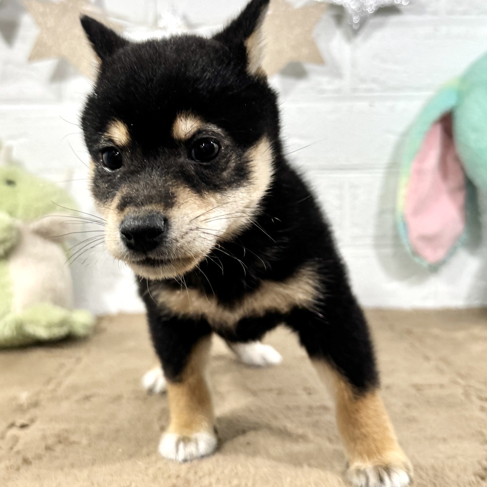 兵庫県の豆柴 (犬の家＆猫の里ニッケパークタウン加古川店/2025年9月4日生まれ/女の子/黒)の子犬の3枚目の画像