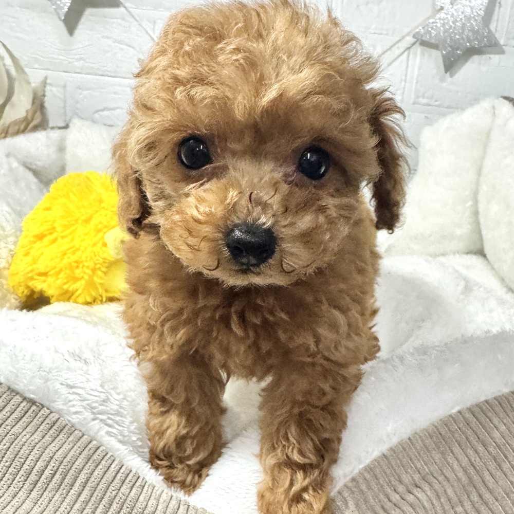 兵庫県のトイプードル(トイ) (犬の家＆猫の里ニッケパークタウン加古川店/2026年3月18日生まれ/男の子/レッド)の子犬の1枚目の画像