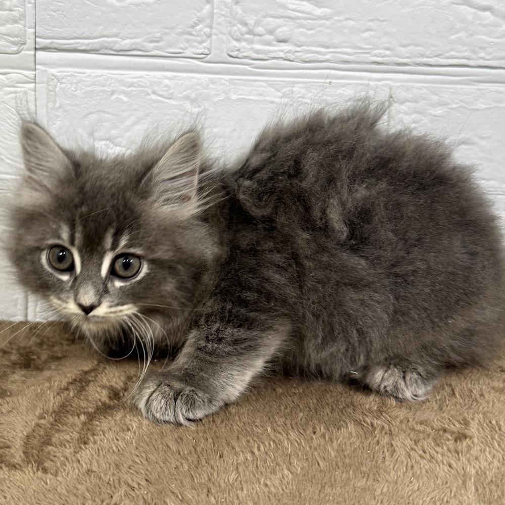 兵庫県のサイベリアン (犬の家＆猫の里ニッケパークタウン加古川店/2025年9月5日生まれ/女の子/ブルータビーホワイト)の子猫の3枚目の画像