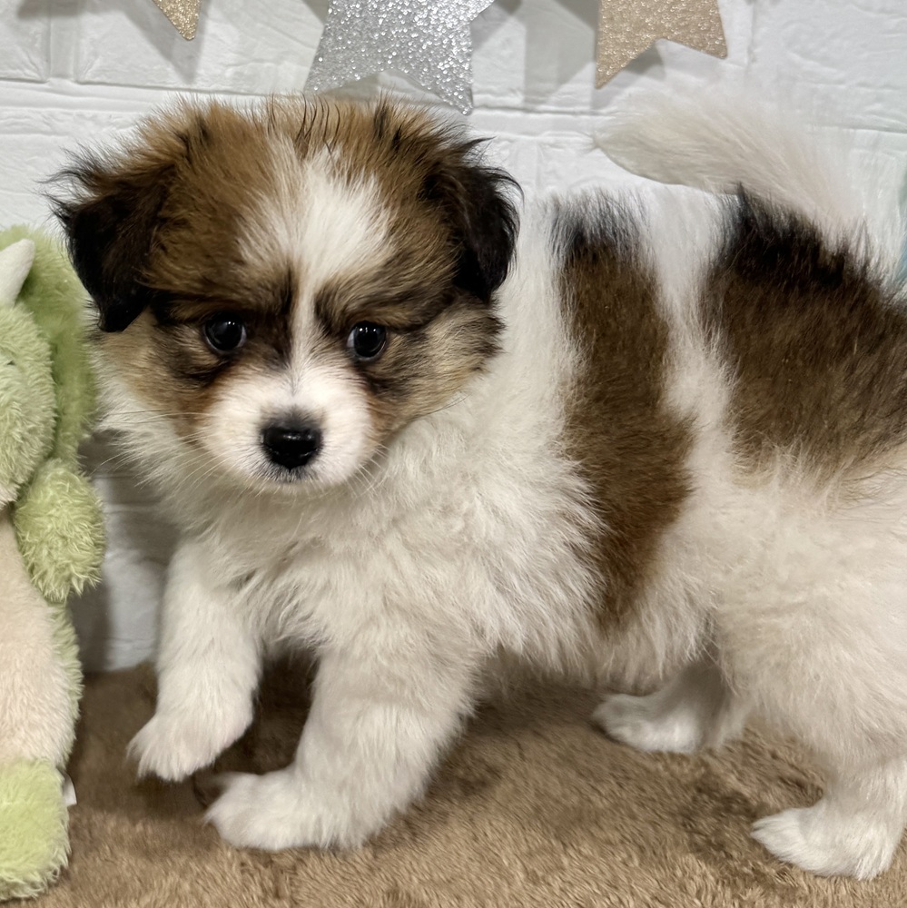 兵庫県のパピヨン (犬の家＆猫の里ニッケパークタウン加古川店/2025年9月5日生まれ/男の子/ホワイトブラウン)の子犬の3枚目の画像