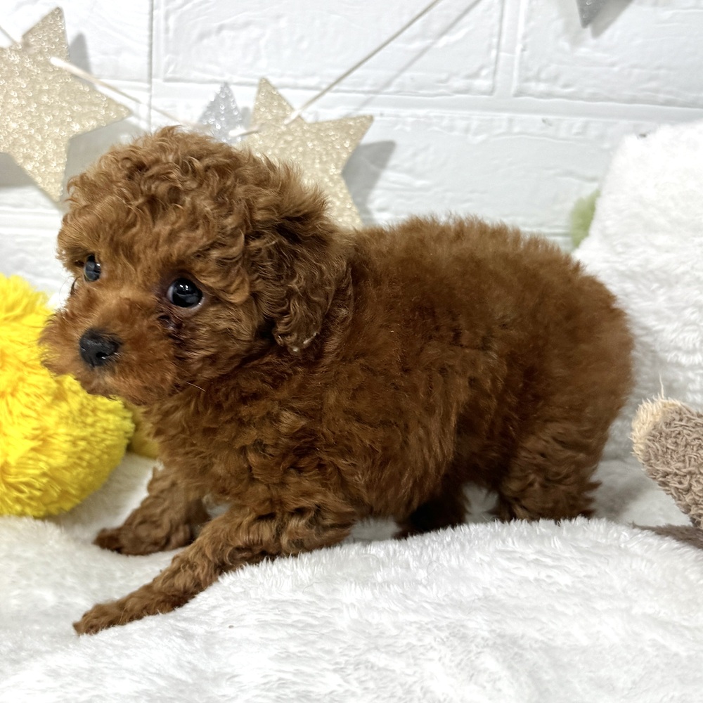 兵庫県のトイプードル(トイ) (犬の家＆猫の里ニッケパークタウン加古川店/2026年3月22日生まれ/女の子/レッドフォーン)の子犬の3枚目の画像