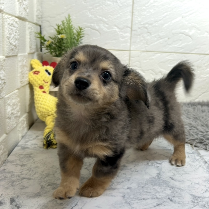 兵庫県のチワックス(チワワ×ダックス) (犬の家＆猫の里ゆめタウン姫路店/2025年6月17日生まれ/男の子/シルバーダップル)の子犬の3枚目の画像