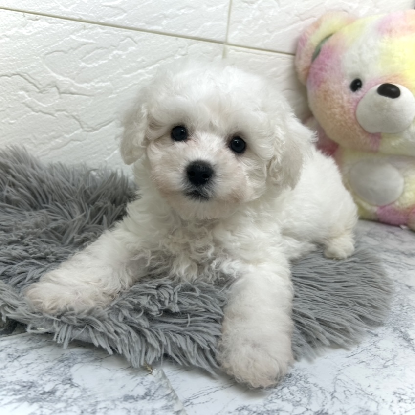 兵庫県のビションプー(ビションフリーゼ×プードル) (犬の家＆猫の里ゆめタウン姫路店/2025年6月17日生まれ/男の子/ホワイト)の子犬の3枚目の画像