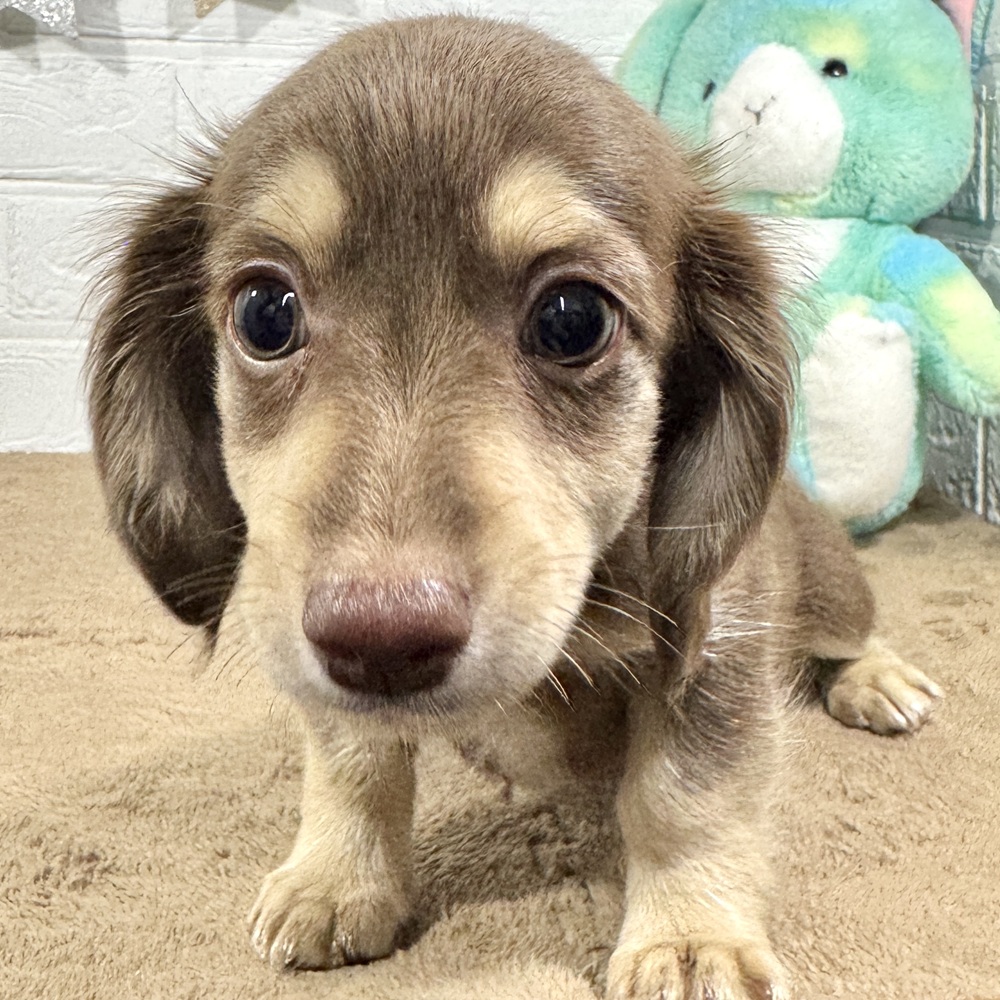 兵庫県のチワックス(チワワ×ダックス) (犬の家＆猫の里ニッケパークタウン加古川店/2025年9月3日生まれ/男の子/チョコレートクリーム)の子犬の3枚目の画像