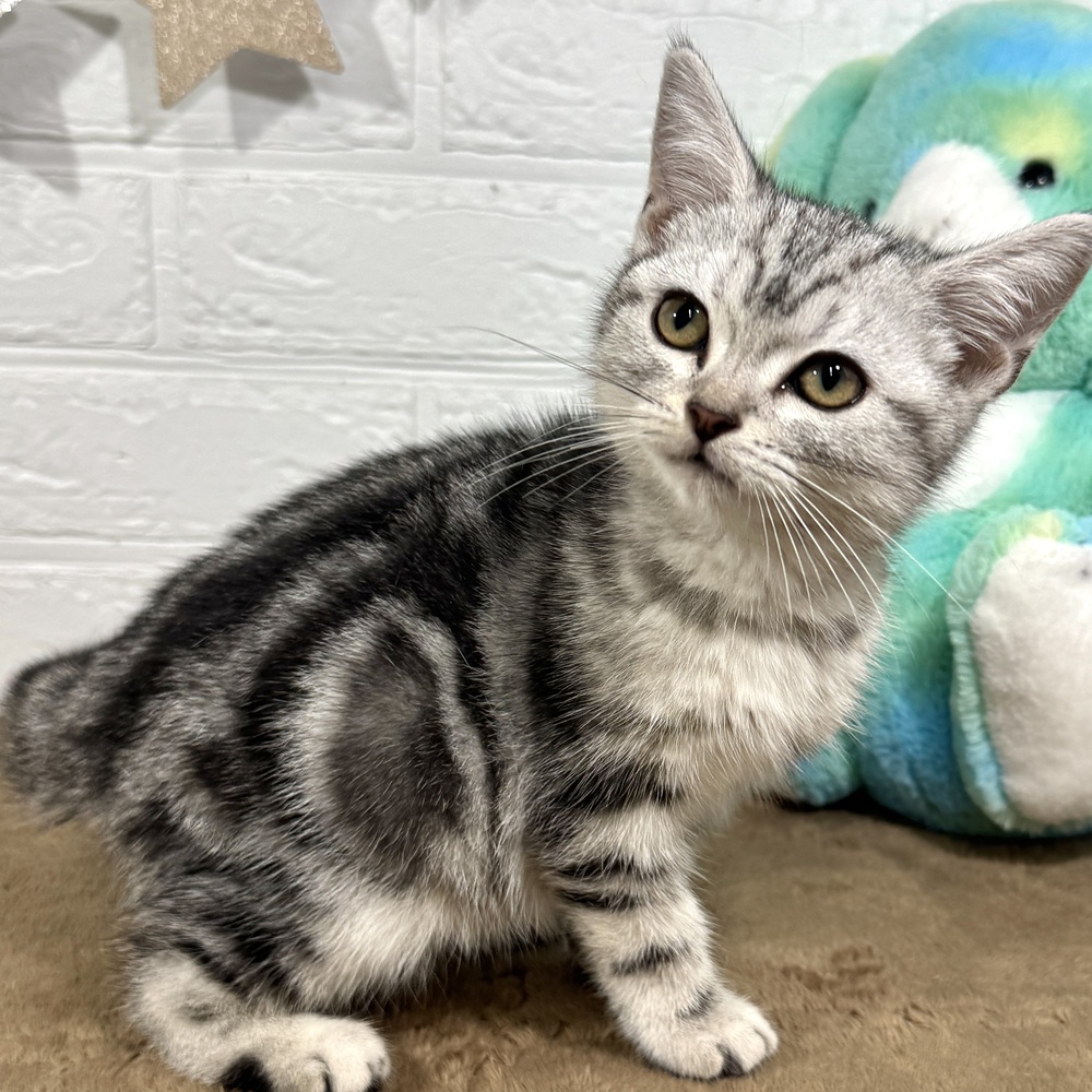 兵庫県のアメリカンショートヘアー (犬の家＆猫の里ニッケパークタウン加古川店/2025年8月28日生まれ/女の子/シルバータビー)の子猫の3枚目の画像