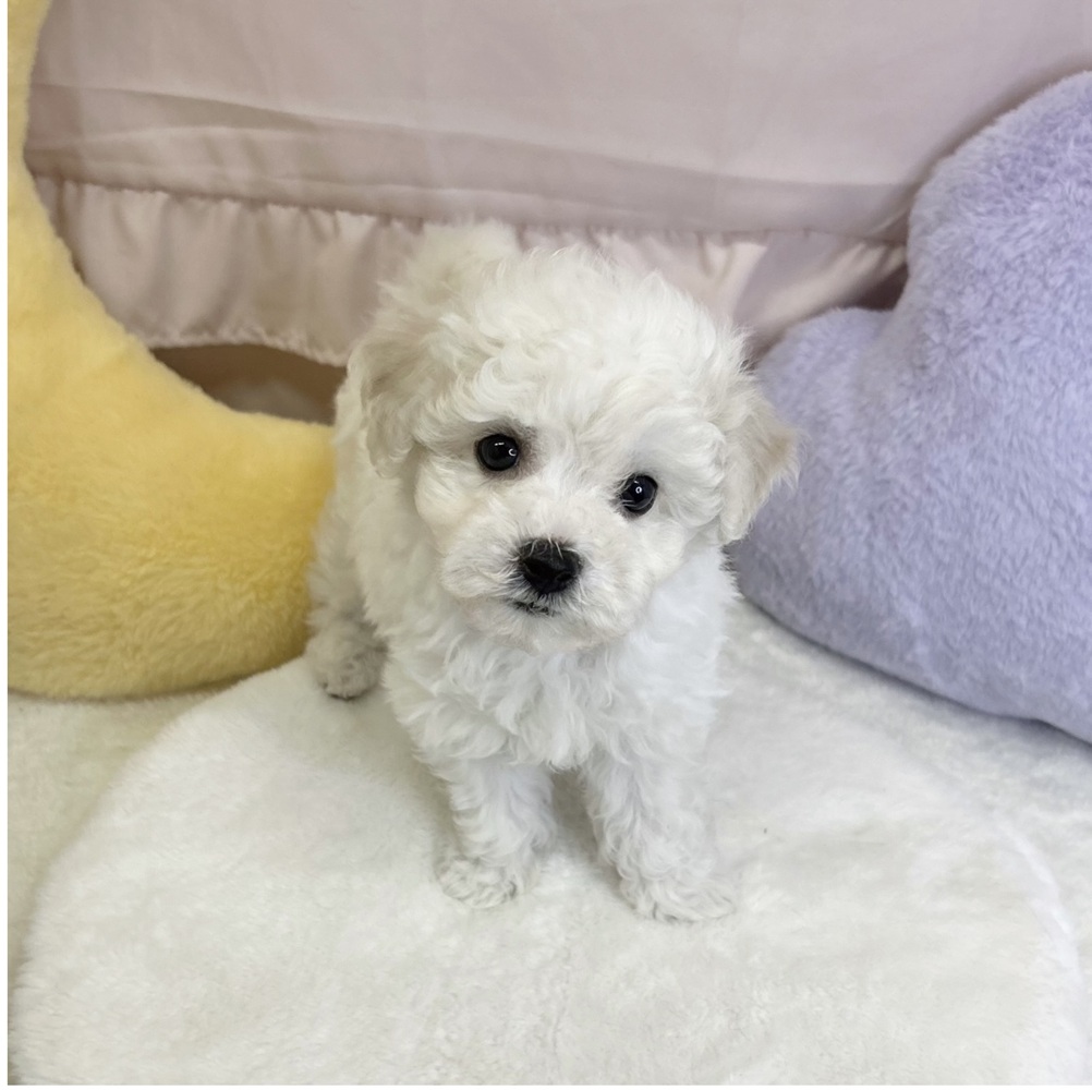 静岡県のビションフリーゼ (犬の家＆猫の里マークイズ静岡店/2026年3月22日生まれ/男の子/ホワイト)の子犬の3枚目の画像