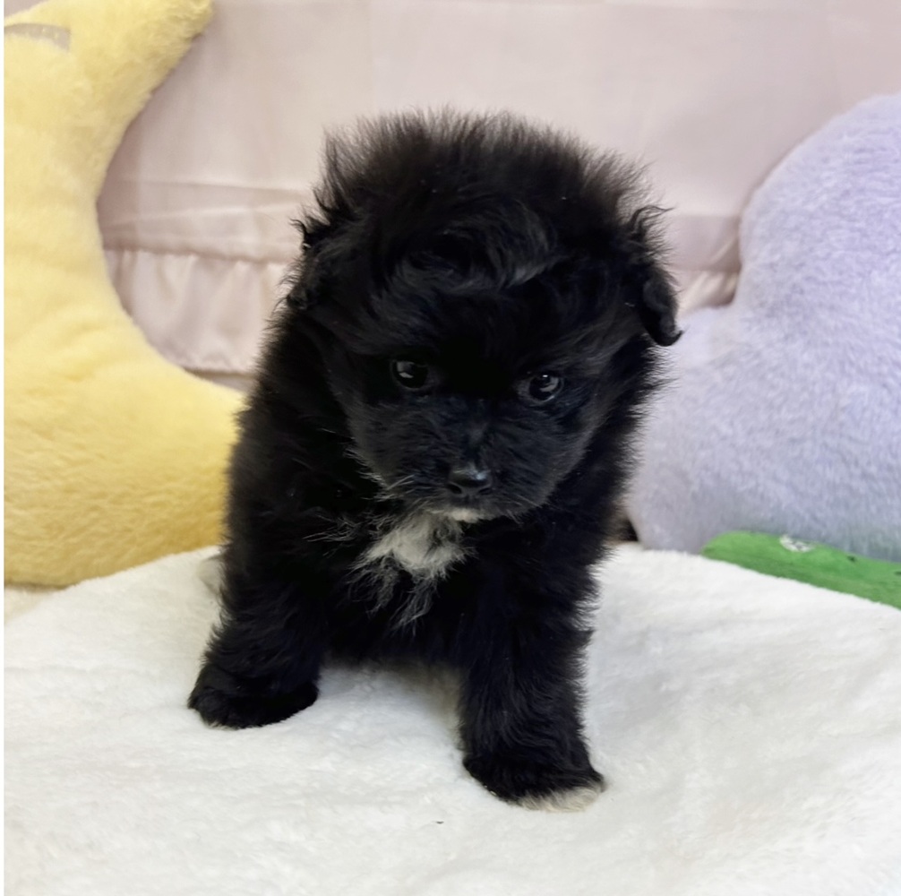 静岡県のポメビション(ポメラニアン×ビションフリーゼ) (犬の家＆猫の里マークイズ静岡店/2026年3月21日生まれ/男の子/ブラック)の子犬の1枚目の画像