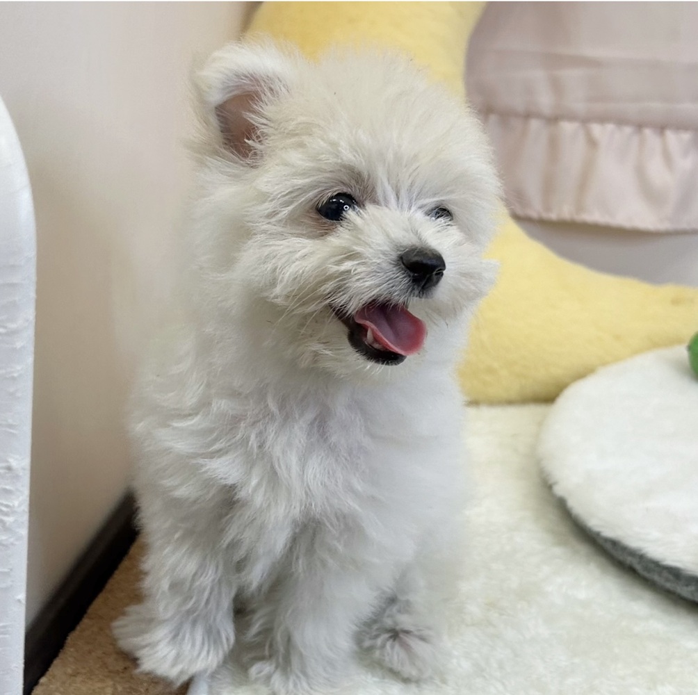 静岡県のポメマル/マルポメ(ポメラニアン×マルチーズ) (犬の家＆猫の里マークイズ静岡店/2026年3月20日生まれ/女の子/クリーム)の子犬の3枚目の画像