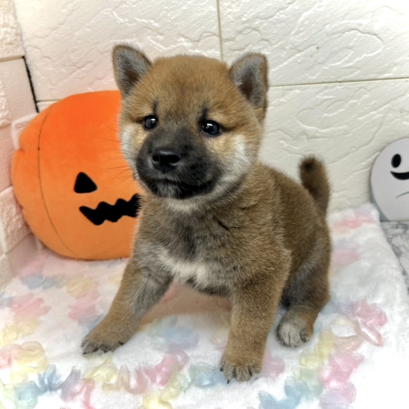 兵庫県の柴犬(標準サイズ) (犬の家＆猫の里ゆめタウン姫路店/2025年8月26日生まれ/男の子/赤)の子犬の3枚目の画像