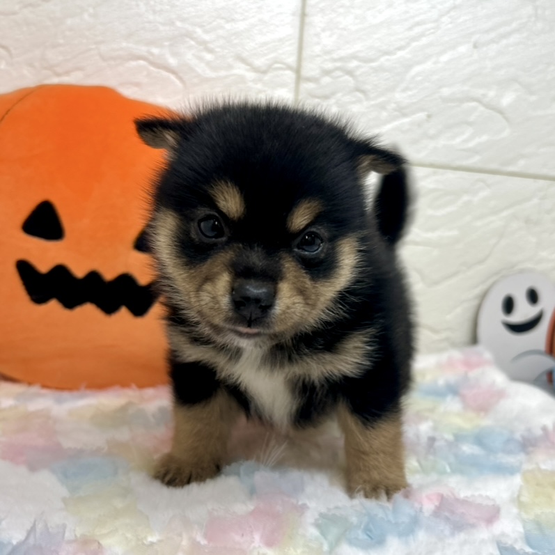 兵庫県のポメ柴/豆ポメ/ポメ豆柴(ポメラニアン×柴犬) (犬の家＆猫の里ゆめタウン姫路店/2025年8月31日生まれ/女の子/ブラックタン)の子犬の3枚目の画像