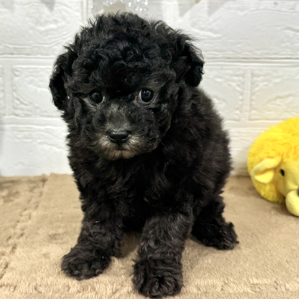 兵庫県のトイプードル(トイ) (犬の家＆猫の里ニッケパークタウン加古川店/2025年9月19日生まれ/女の子/シルバー)の子犬の3枚目の画像