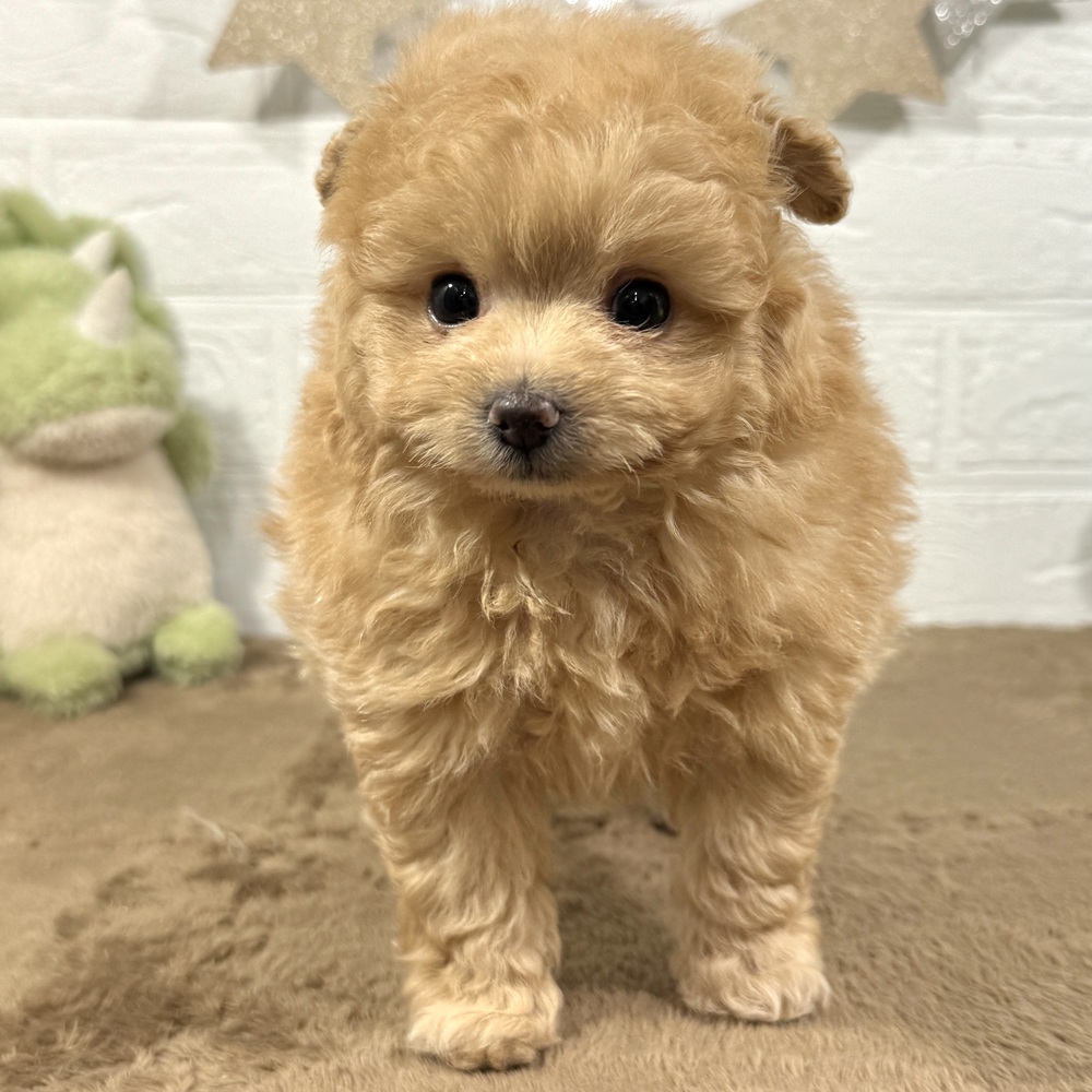 兵庫県のポメプー(ポメラニアン×プードル) (犬の家＆猫の里ニッケパークタウン加古川店/2025年9月19日生まれ/男の子/クリーム)の子犬の3枚目の画像